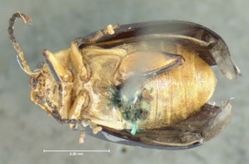 Media type: image;   Entomology 33901 Aspect: habitus ventral view
